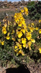 Tropaeolum hookerianum
