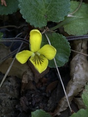Viola magellanica