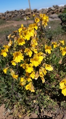 Tropaeolum hookerianum