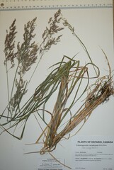 Calamagrostis purpurea