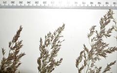 Calamagrostis purpurea