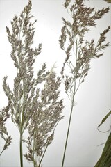 Calamagrostis purpurea