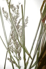 Calamagrostis purpurea