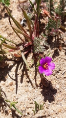 Calandrinia compressa