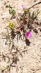 Calandrinia compressa