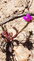 Calandrinia compressa