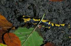 Salamandra salamandra