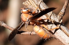 Ophiocordyceps humbertii