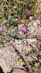 Calandrinia compressa