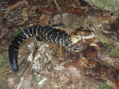 Melanosuchus niger