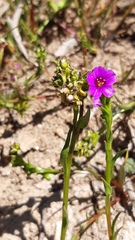 Calandrinia compressa