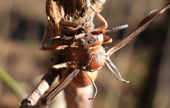 Ophiocordyceps humbertii