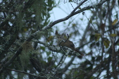 Phacellodomus striaticollis
