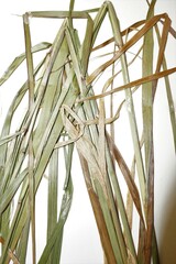 Calamagrostis purpurea
