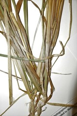 Calamagrostis purpurea