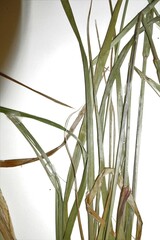 Calamagrostis purpurea