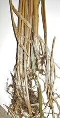Calamagrostis purpurea