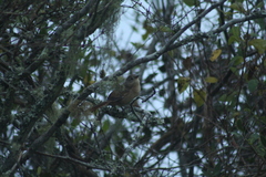 Phacellodomus striaticollis