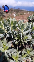 Haplopappus foliosus