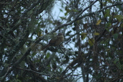 Phacellodomus striaticollis