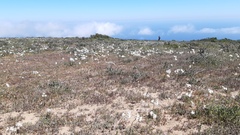 Leucocoryne talinensis