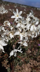 Leucocoryne talinensis