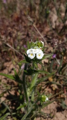 Cryptantha