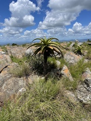 Aloe spicata