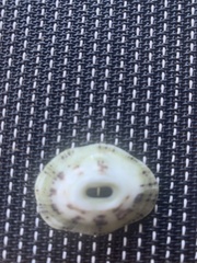 Diodora