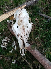 Cervus elaphus