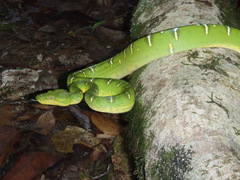 Corallus caninus