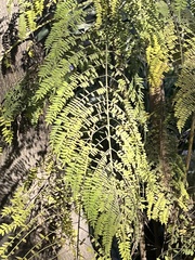 Jacaranda mimosifolia