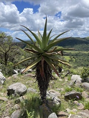 Aloe spicata
