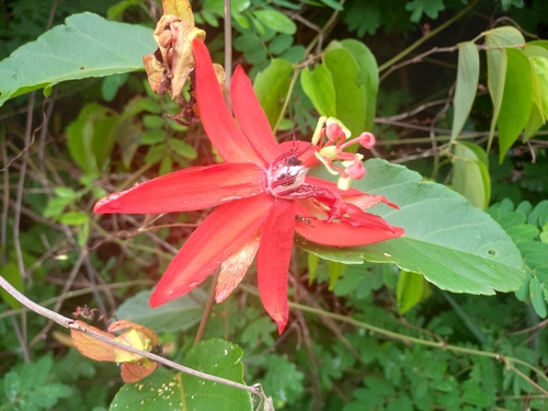 Image of Passiflora miniata by (c) Vincent A. Vos, some rights reserved (CC BY)