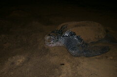 Dermochelys coriacea