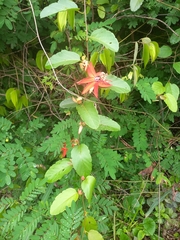 Passiflora miniata