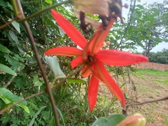 Passiflora miniata