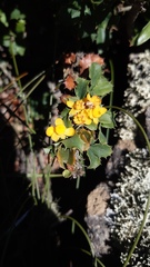 Berberis actinacantha