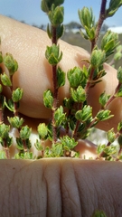 Cliffortia polygonifolia