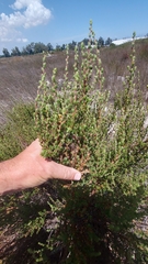 Cliffortia polygonifolia