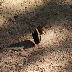 Siproeta epaphus trayja
