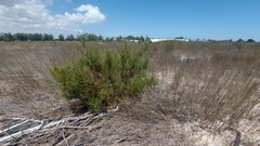 Cliffortia polygonifolia