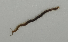 Henia vesuviana