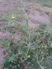 Helminthotheca echioides