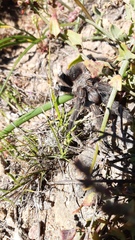 Euathlus truculentus
