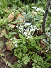 Scandix pecten-veneris