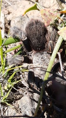 Euathlus truculentus