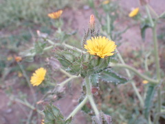 Helminthotheca echioides