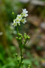 Primula miyabeana