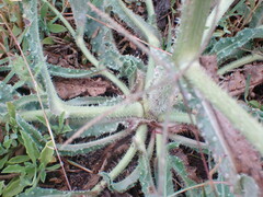 Helminthotheca echioides